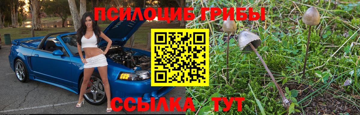как найти наркотики  Галлюциногенные грибы GOLDEN TEACHER  Вход с VPN  Татарск 